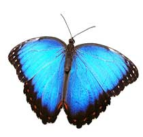 视频号流量主懒人新玩法，一天收益多张，人群精准，收益高